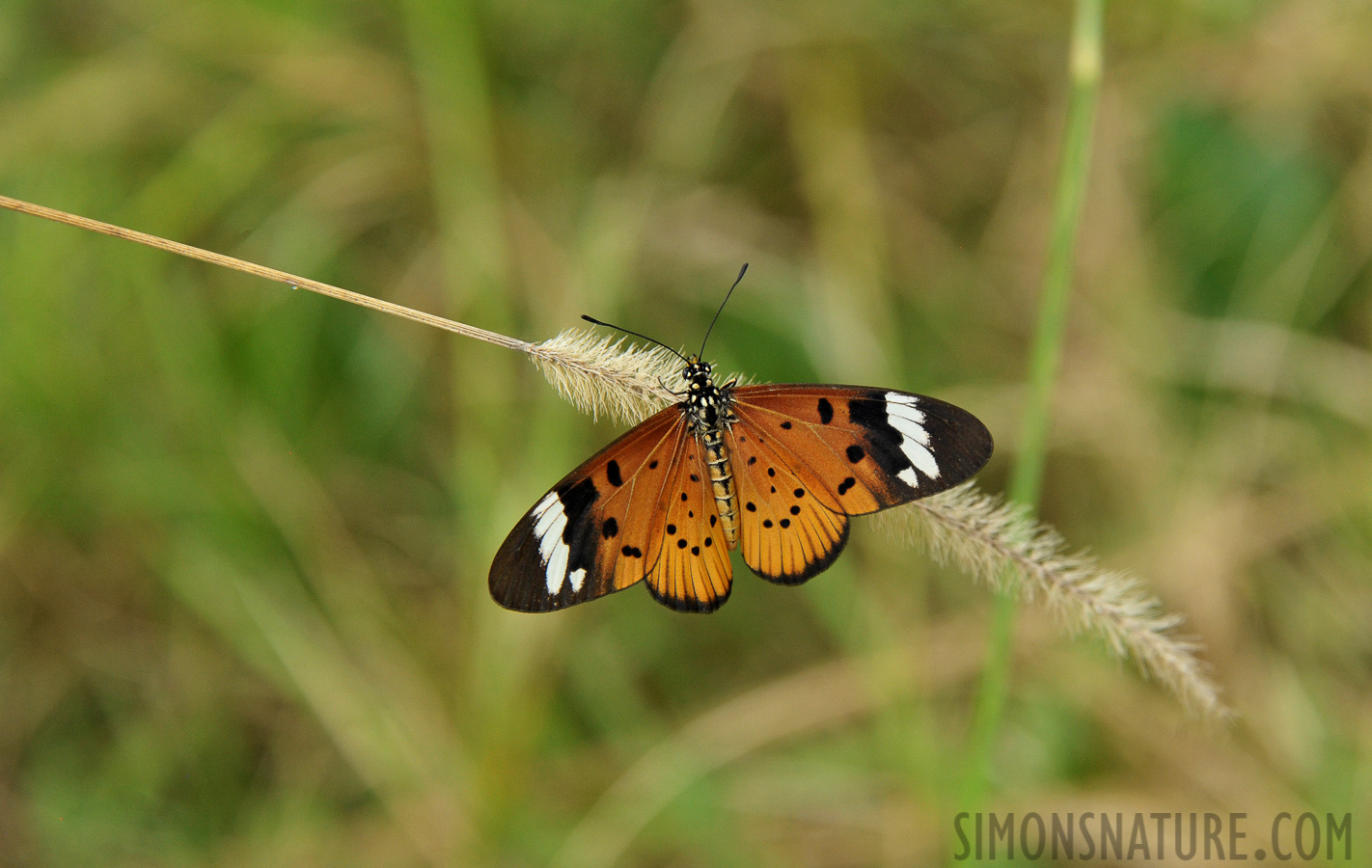 Acraea encedon [300 mm, 1/400 Sek. bei f / 8.0, ISO 1600]